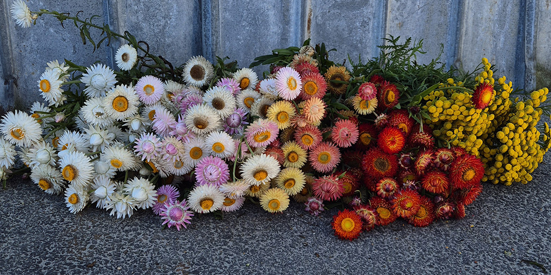 Torkade blommor_puff Torkad Bukett