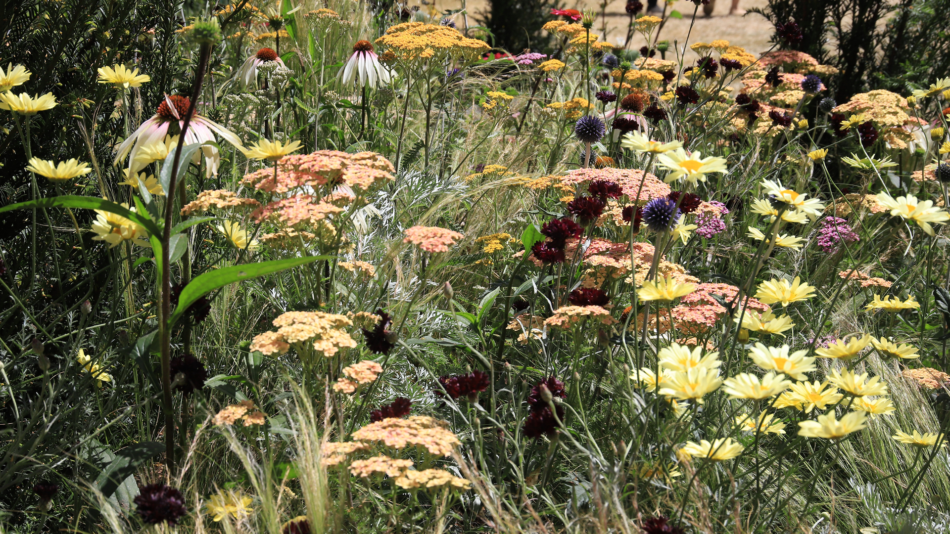 Drought-resistant plant beds Colorful meadow planting with yellow daisy, red-brown yarrow, white rudbeckias and blue ball thistles in a natural style.