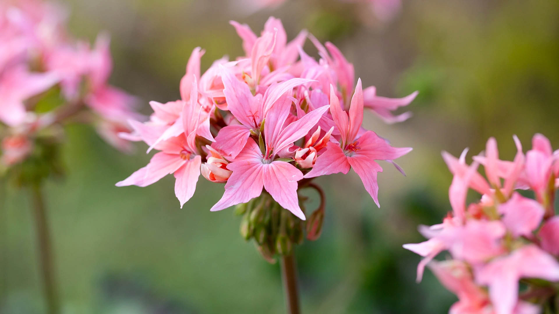 webb bilder 2025NT21 pelargon Close-up of pink star geranium